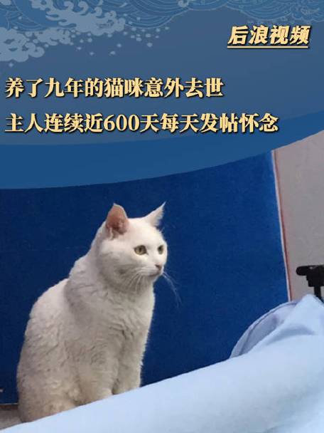 9岁猫走了3年，主人坚持发帖纪念600天