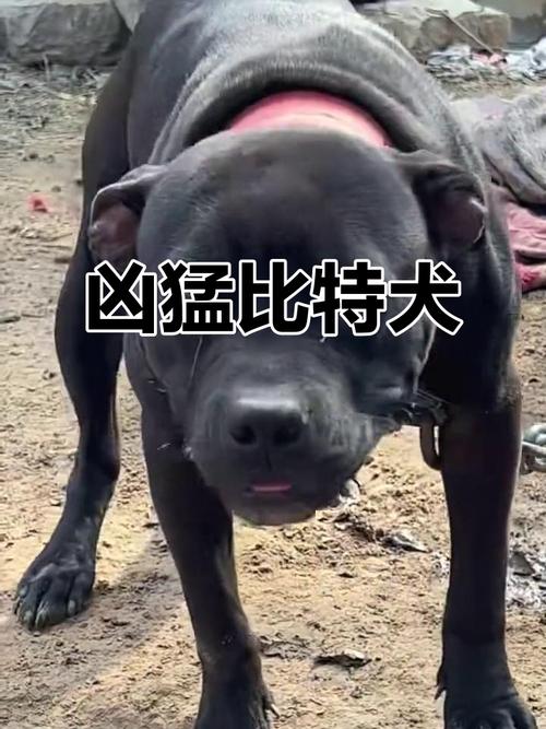 遛弯大哥拉比特犬架反被咬死,比特犬太可怕了! 遛弯大哥拉比特犬架反被咬死,比特犬太可怕了!
