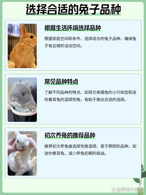 宠物兔的饲养,选对兔子勤打理,它会成为你的好伙伴 宠物兔的饲养,选对兔子勤打理,它会成为你的好伙伴