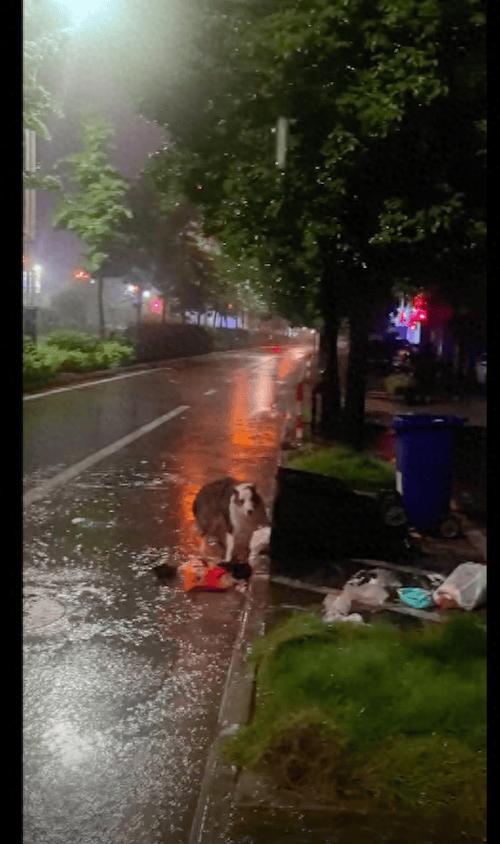 为什么下雨天狗身上腥味，狗狗体味重？洗澡吹干勤清理！