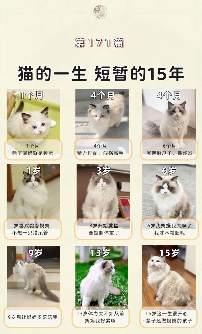 散养狸花猫能活多少岁，养好狸花猫，健康长寿没问题！