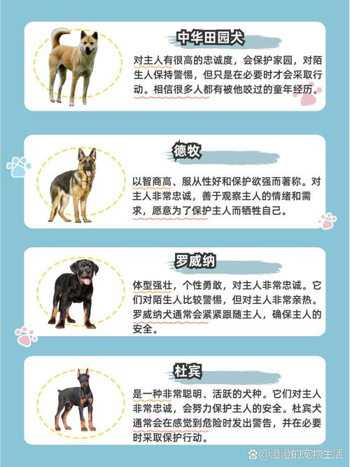 狗狗的忠诚度排名，狗狗忠诚太感人！中华田园犬拉布拉多最忠心