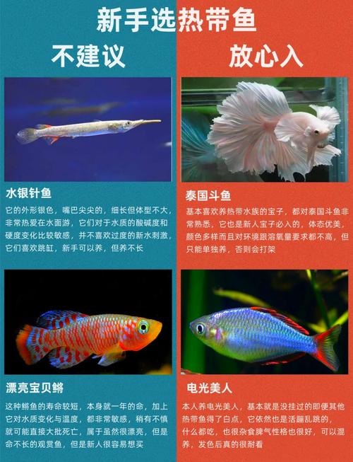 热带鱼可以吃吗,鱼缸鱼能吃吗?别冒险,健康最重要! 热带鱼可以吃吗,鱼缸鱼能吃吗?别冒险,健康最重要!