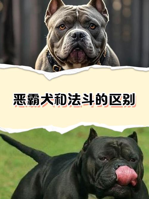 狗凶主人能打服吗，别打骂狗狗，耐心沟通更有效