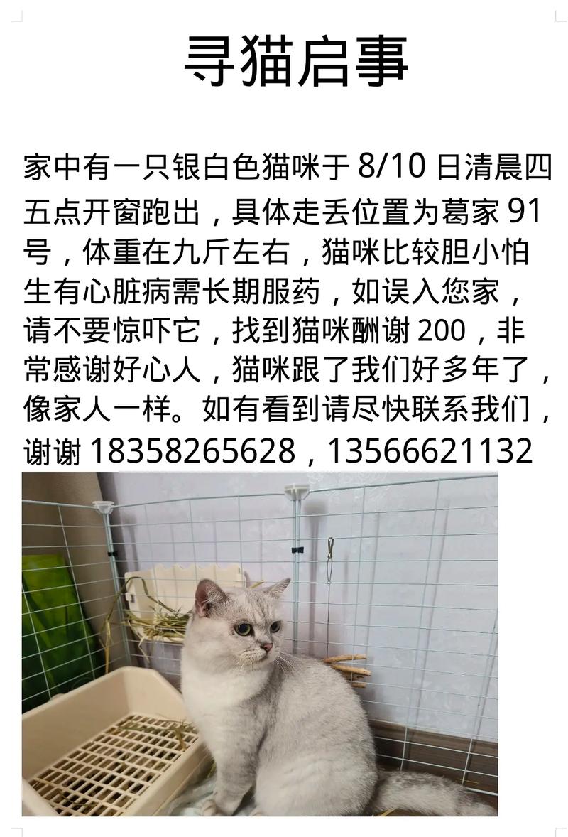 捡到猫养了原来的主人能要回，法律道德要注意！