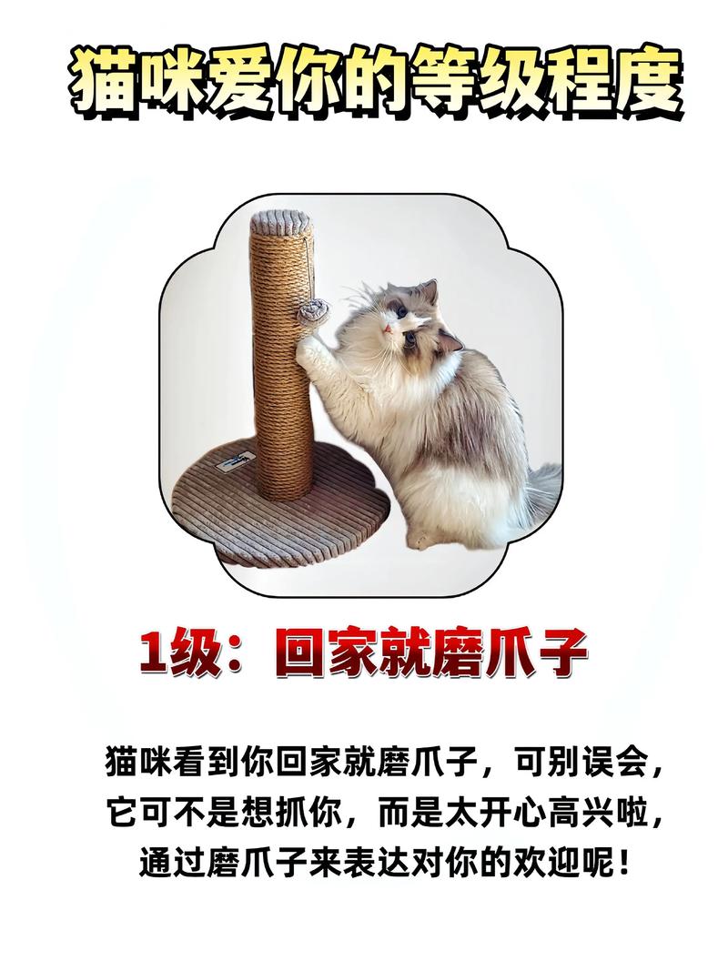 养猫会促进情侣感情吗，男生养猫填补空虚？平衡好和女友的关系很重要！