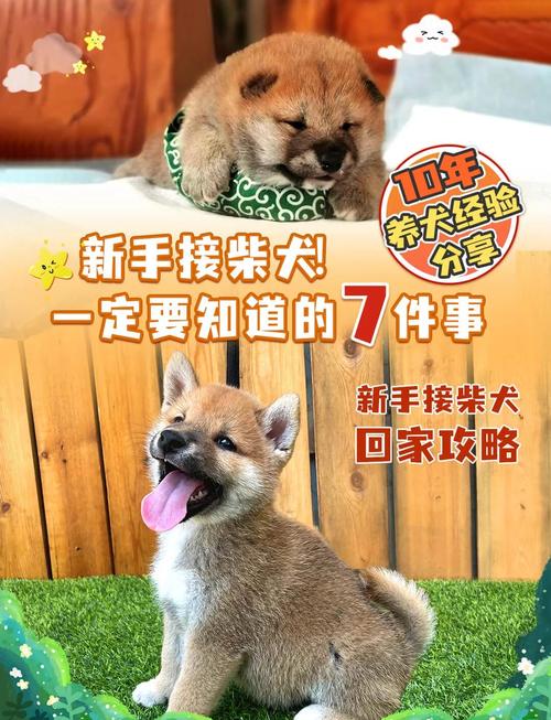 养狗很麻烦吗，麻烦多开销大，但忠诚又暖心