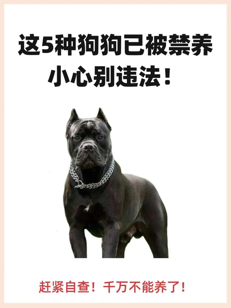 城市里不能养什么狗，养狗责任大，文明养狗保平安