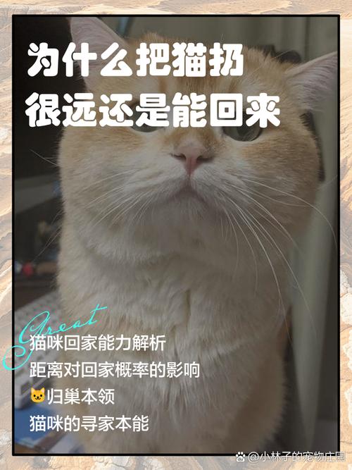 6条鱼算不算清道夫，清道夫还是入侵美食？