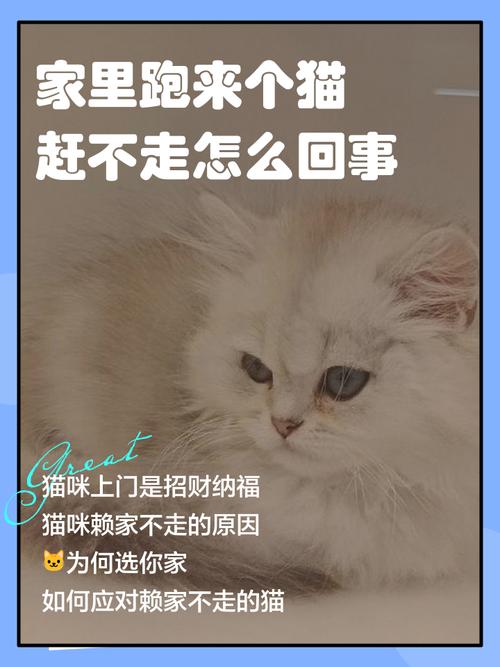 起司猫是什么猫,起司猫,治愈系萌宠 起司猫是什么猫,起司猫,治愈系萌宠