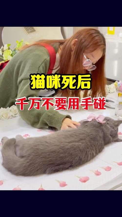 猫死了埋有讲究吗，家猫离世咋处理？土葬火化选个靠谱地儿，别忌讳，让猫舒坦咱也心安