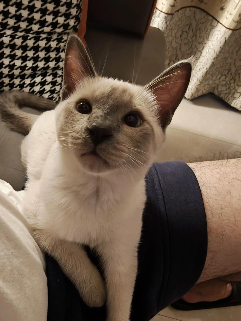 我是苏畅我回来了一只逻辑猫，md0165，逻辑猫伴我成长