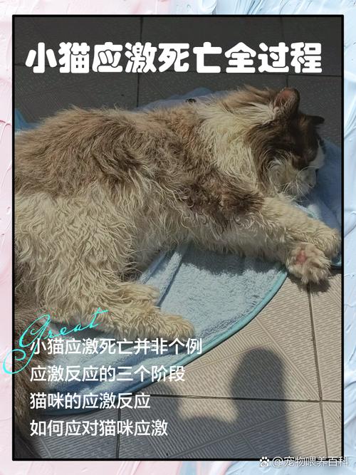 猫死在家里好不好，我家猫没了，挺难过的，但和它在一起的日子很温暖