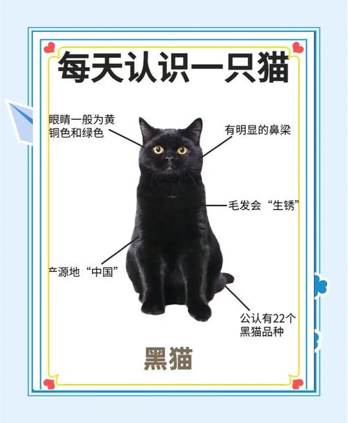 黑猫死了玄学代表什么，黑猫离世？科学看待，珍惜过往