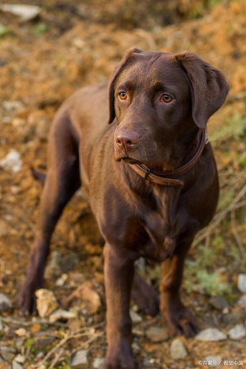 比特犬对主人忠诚吗，比特犬忠诚超乎想象，外表凶其实很亲人