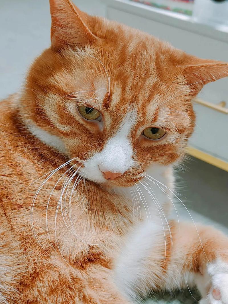 猫咪7岁还能活多久,食欲睡眠变化多观察,定期检查早发现 猫咪7岁还能活多久,食欲睡眠变化多观察,定期检查早发现