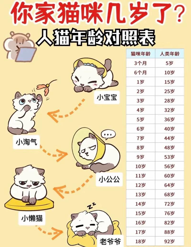 几岁算老猫，易消化营养粮，关注健康常检查