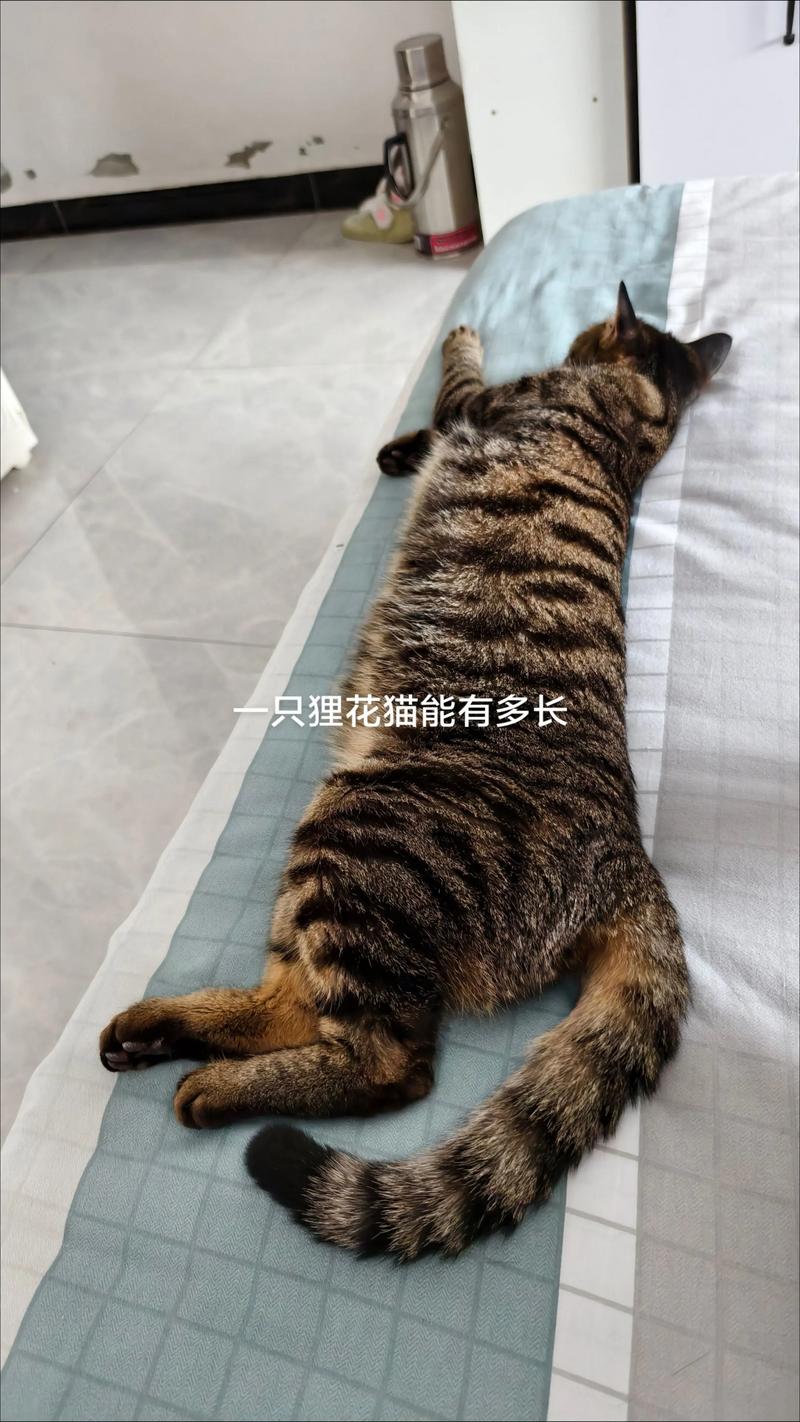 狸花猫过了1岁还能长吗，狸花猫几个月定型？怎么判断胖瘦？