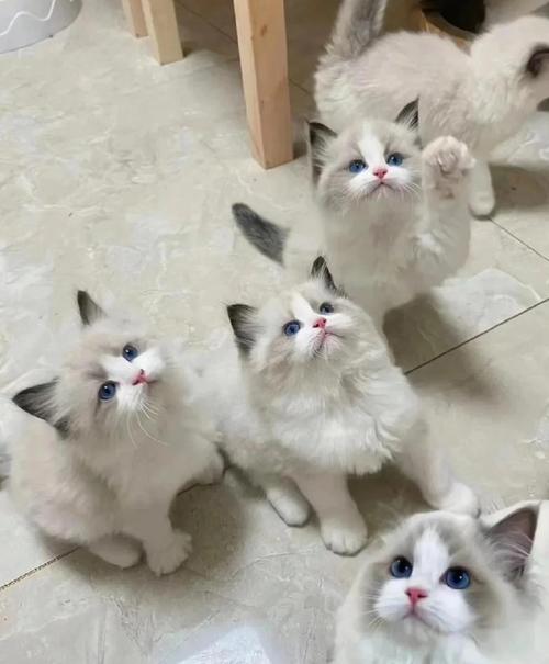 7户人家各养了7只猫,数字游戏与智慧传承 7户人家各养了7只猫,数字游戏与智慧传承