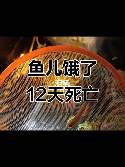 十天不喂鱼能饿死么,喂食适量,水质要好,勤观察,鱼儿健康快乐 十天不喂鱼能饿死么,喂食适量,水质要好,勤观察,鱼儿健康快乐