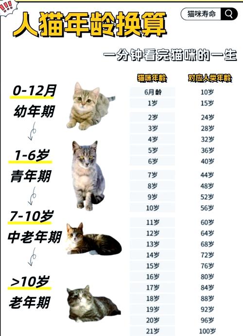 养了10年的猫约多少岁了，养猫十年，猫咪已老，多加关爱！