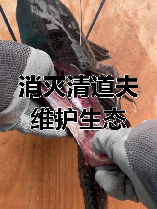 清道夫吸鱼危害大吗，警惕！清道夫鱼虽能清缸，却凶猛破坏生态，切勿放生！