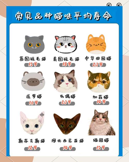 猫7岁相当于人多大,科学喂养保健康 猫7岁相当于人多大,科学喂养保健康