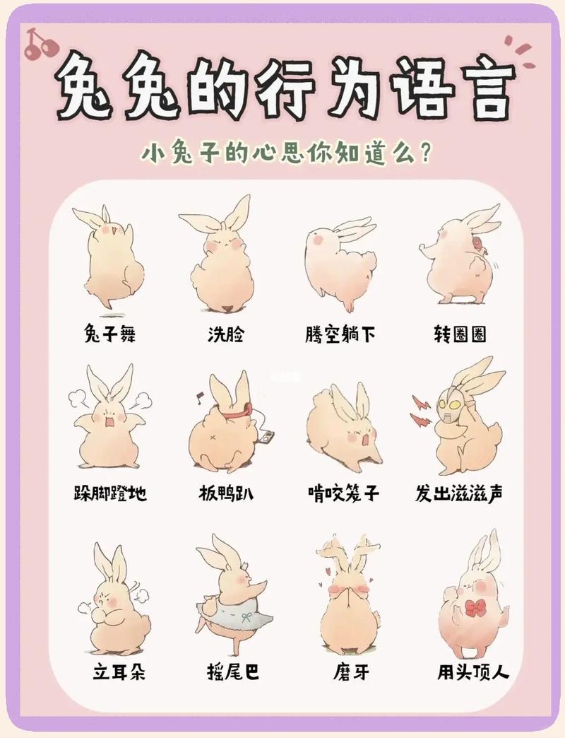 兔子最喜欢什么人,兔子爱和优雅能干的人玩,属狗的更吉利 兔子最喜欢什么人,兔子爱和优雅能干的人玩,属狗的更吉利