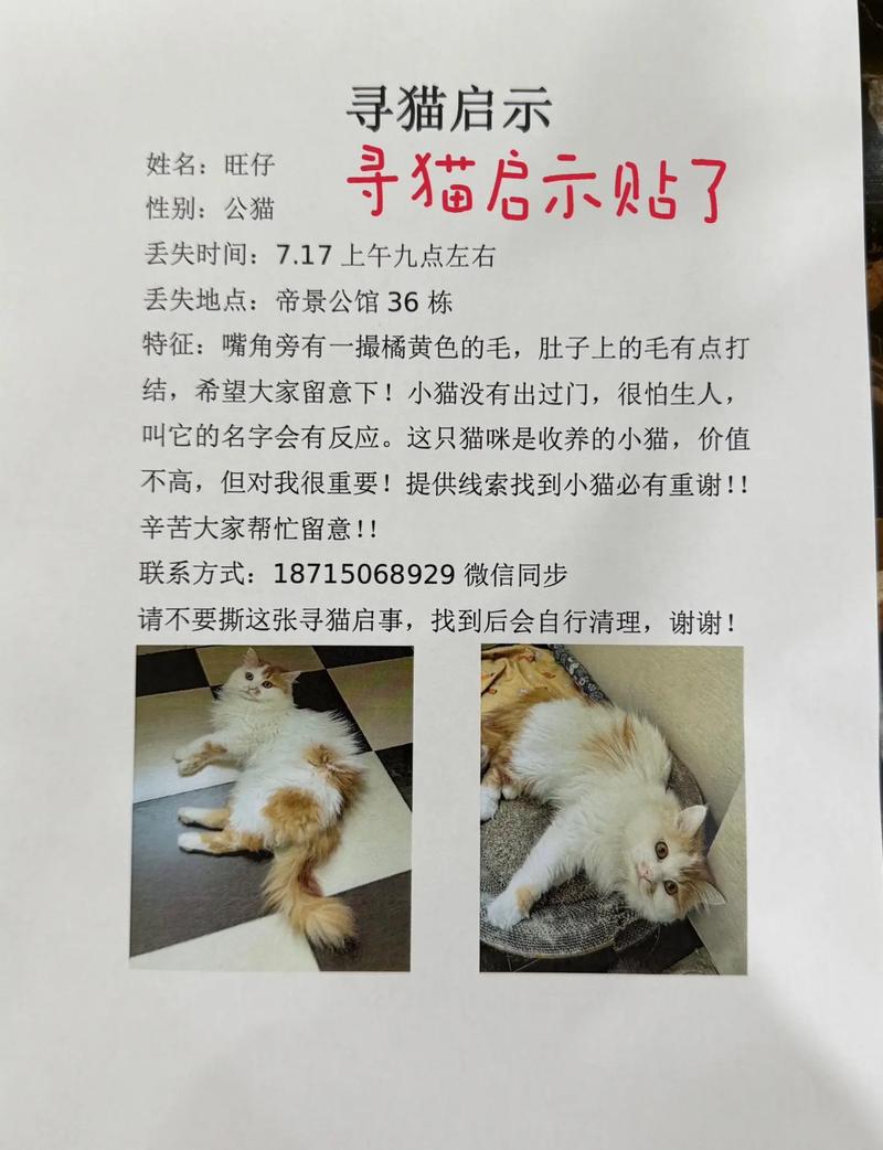 小猫跑丢了怎么找回来,猫咪认路回家?头72小时在家附近找! 小猫跑丢了怎么找回来,猫咪认路回家?头72小时在家附近找!