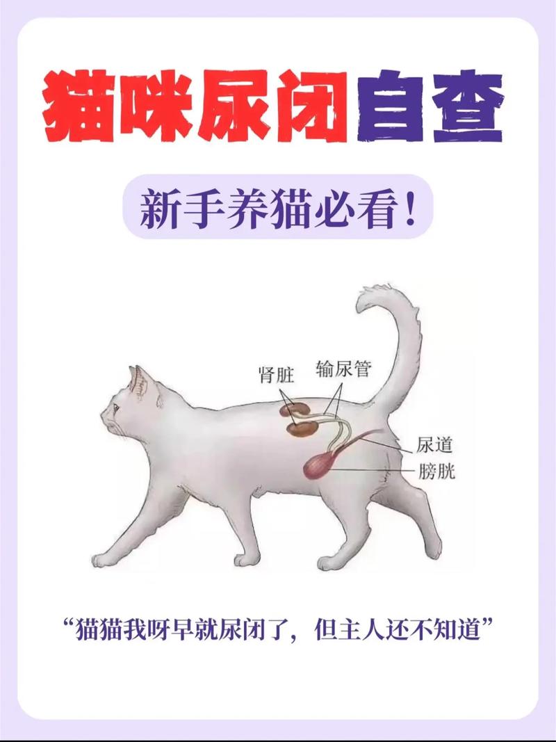 猫尿闭三天不尿为什么会死，猫咪尿闭很危险，别耽误送医院！