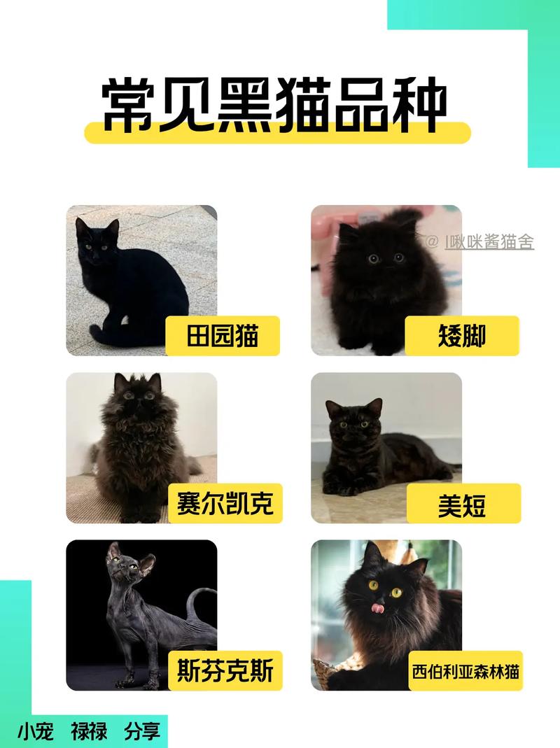 黑猫到底适合家养还是散养,黑猫好养吗?性格与饲养要点 黑猫到底适合家养还是散养,黑猫好养吗?性格与饲养要点