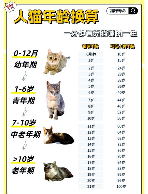 猫咪两岁相当于人多大,猫咪不同年龄段的性格特点与护理 猫咪两岁相当于人多大,猫咪不同年龄段的性格特点与护理
