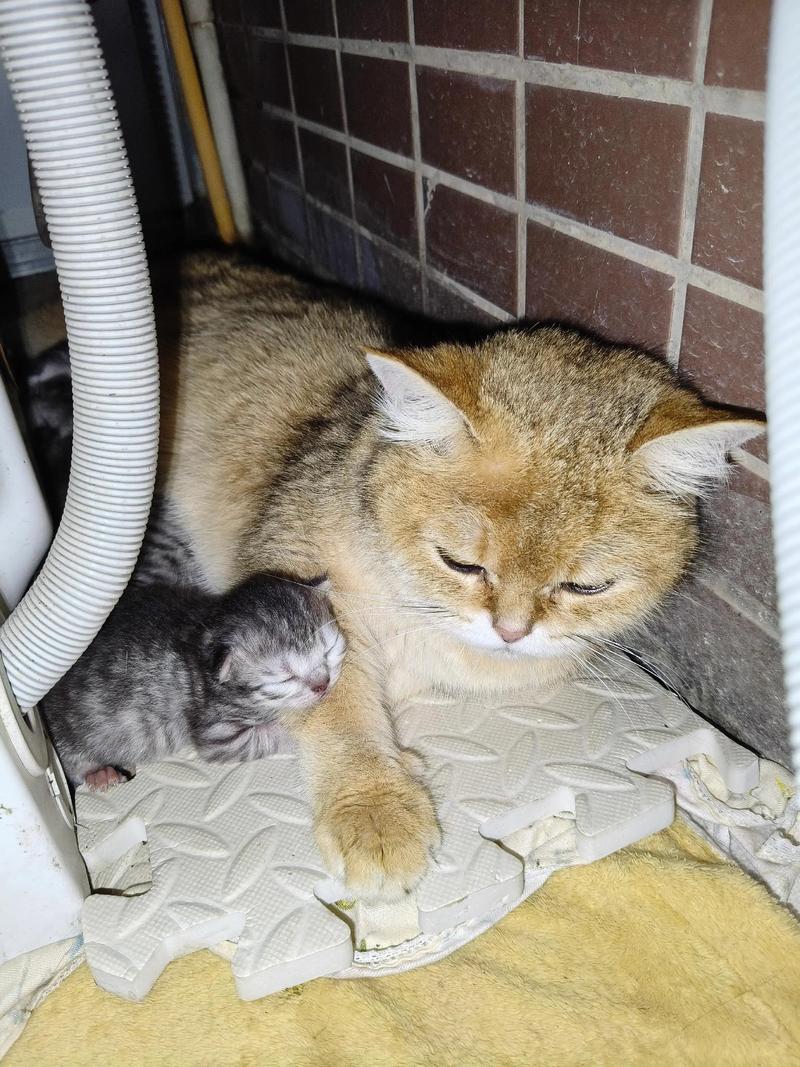 养了8个月的猫走后多久会忘记我，猫咪走八个月，它还记得我吗？