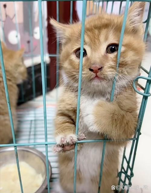 猫关进笼子里发出凶哼哼声音,猫咪叫唤怎么办?试试这些方法! 猫关进笼子里发出凶哼哼声音,猫咪叫唤怎么办?试试这些方法!