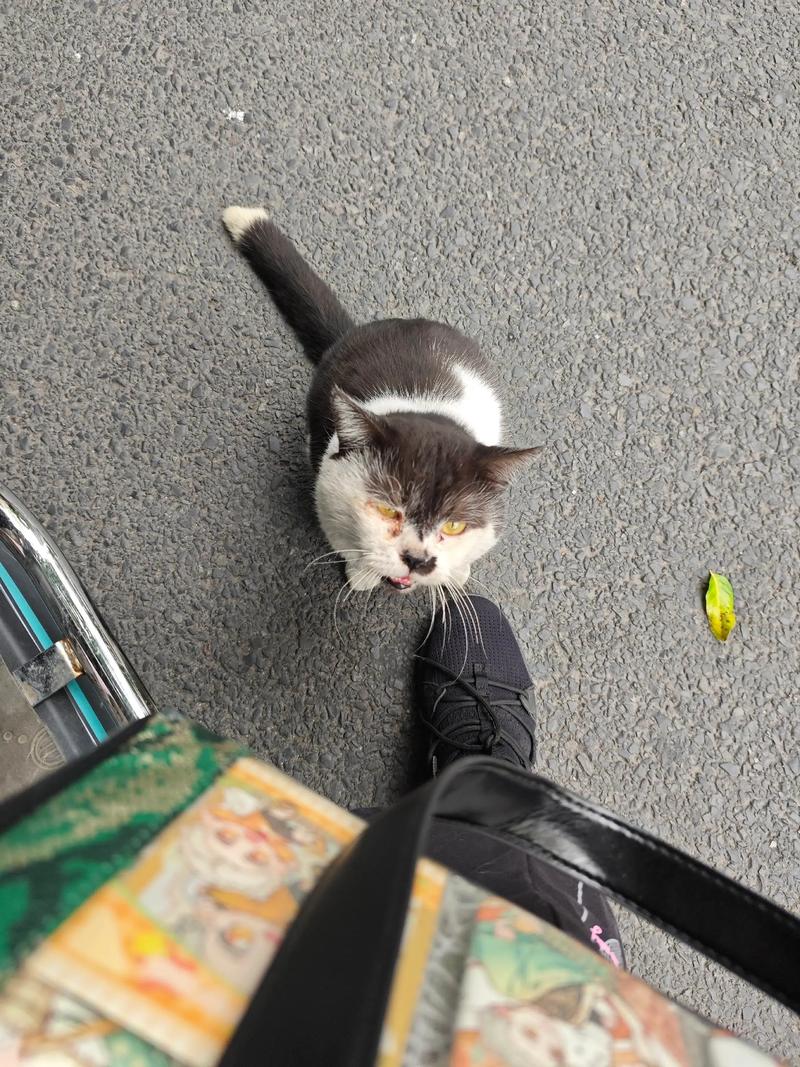 猫被扔了后还会回来吗,猫丢了会想家回不来,别干着急先想好接不接 猫被扔了后还会回来吗,猫丢了会想家回不来,别干着急先想好接不接