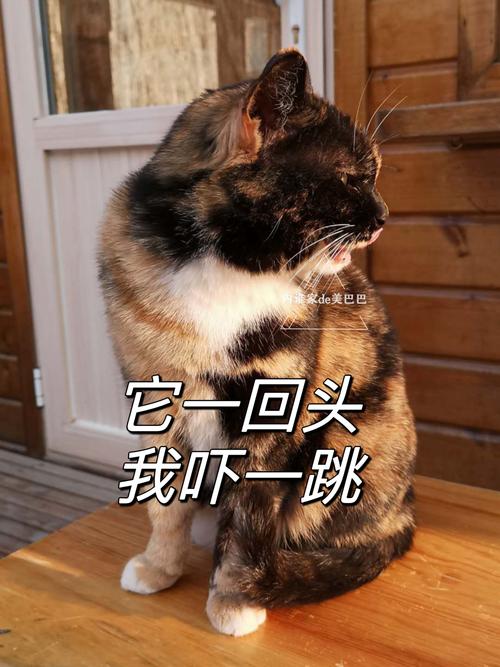我一回来小猫就在我身旁嗯嗯叫是为什么，我家猫嗯嗯叫，它想念我了！