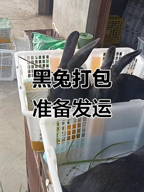 为什么黑兔不能随便养，黑兔虽酷养需谨慎