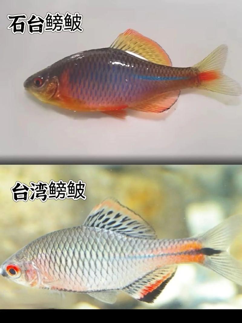 鳑鲏鱼俗称叫什么，从喂鸡鸭到餐桌美味，见证水质变化