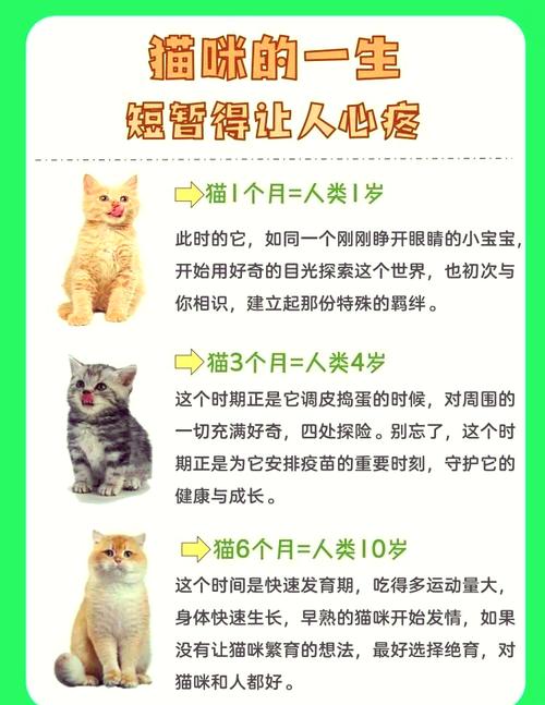 猫咪7年相当于几岁,我家七岁猫像人几岁?中年需细照顾 猫咪7年相当于几岁,我家七岁猫像人几岁?中年需细照顾