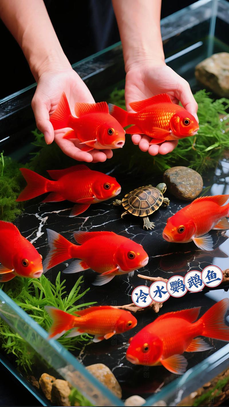 鹦鹉鱼是冷水鱼还是热水鱼，鹦鹉鱼饲养技巧与注意事项