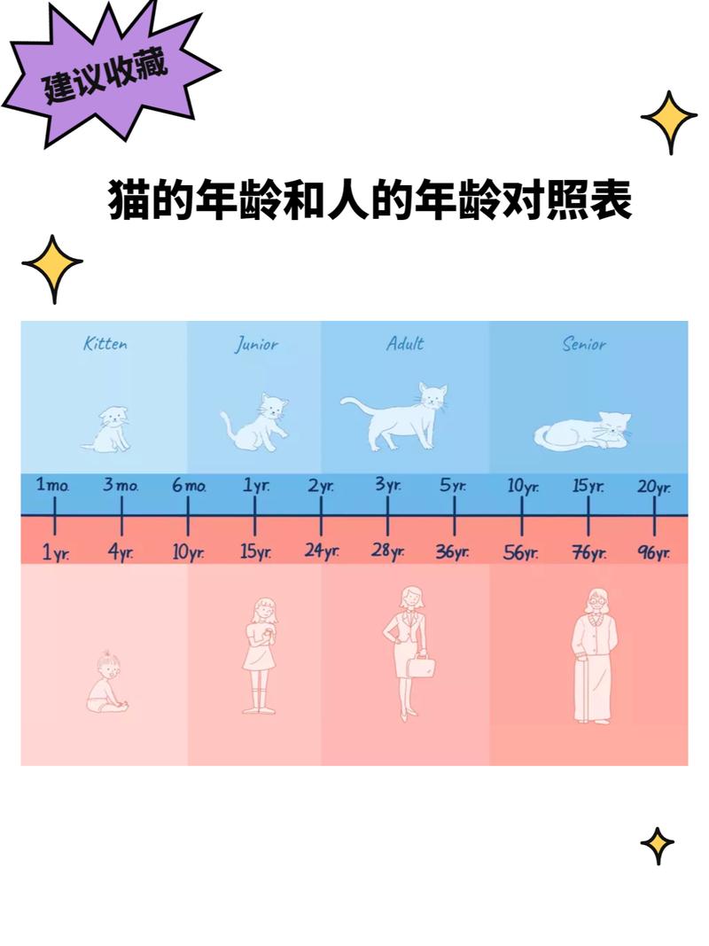 猫的6年等于人的多少年，猫咪年龄换算，别只算日子，陪伴最珍贵