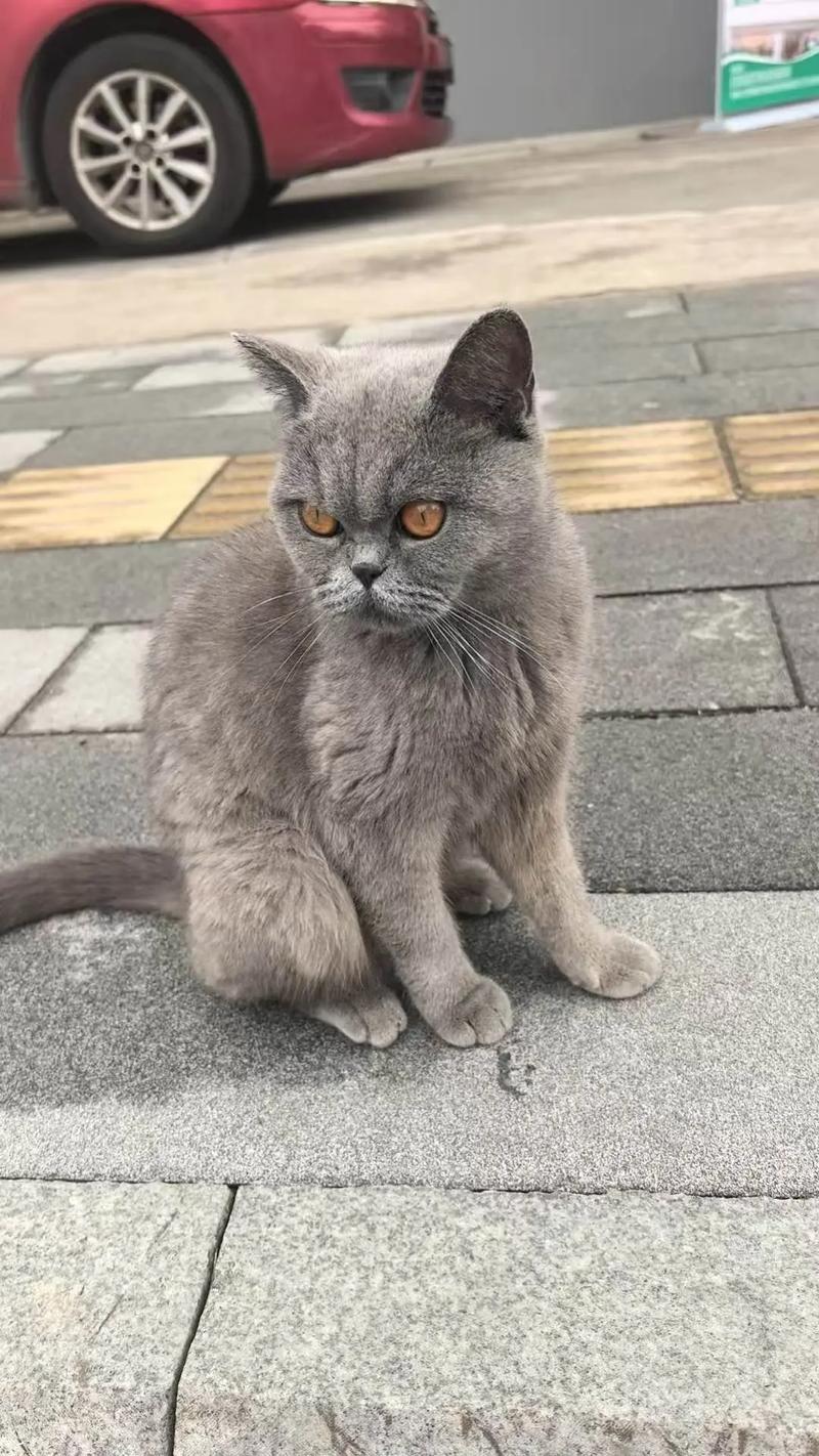 流浪的蓝猫能养熟吗,蓝猫温柔慢热?爱心耐心是关键 流浪的蓝猫能养熟吗,蓝猫温柔慢热?爱心耐心是关键
