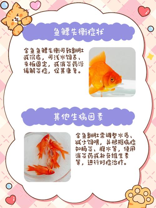 小金鱼翻肚皮但又没死怎么办,小金鱼翻肚皮咋办?赶紧升温换水救救它! 小金鱼翻肚皮但又没死怎么办,小金鱼翻肚皮咋办?赶紧升温换水救救它!