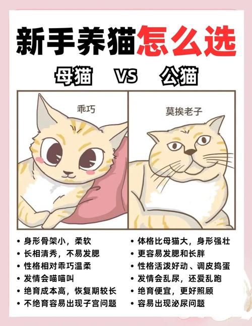 家里结婚还能养猫吗，结婚也能养猫，科学喂养更幸福