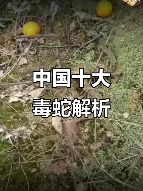 打死毒蛇犯法吗,云南毒蛇咬人反击不犯法?紧急避险条款解忧 打死毒蛇犯法吗,云南毒蛇咬人反击不犯法?紧急避险条款解忧