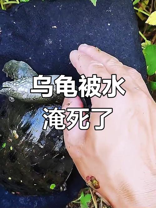 乌龟一晚上放水里会死吗,乌龟晚上泡水有危险,必须有晒台! 乌龟一晚上放水里会死吗,乌龟晚上泡水有危险,必须有晒台!