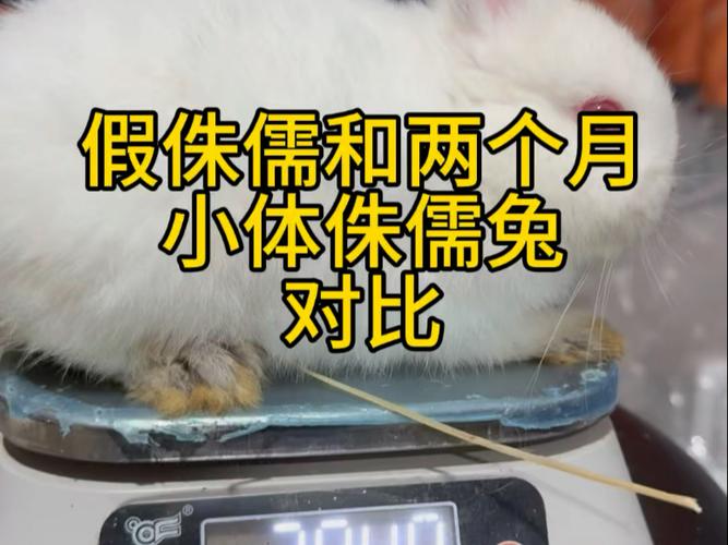 肉兔和侏儒兔的区别，吃肉还是当宠物？