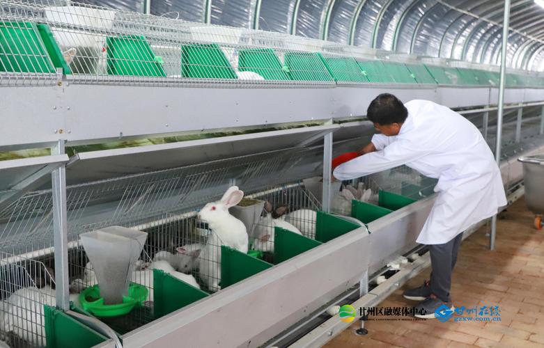 肉兔喂养什么东西,养肉兔要健康,草料为主辅食少 肉兔喂养什么东西,养肉兔要健康,草料为主辅食少