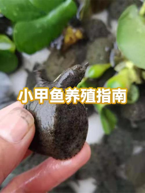 家养小甲鱼冬天怎么过冬，家养甲鱼冬天保暖喂食注意事项