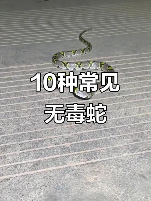 小蛇不亲人能随便上手吗，养蛇别当宠物，它不认人，小心被咬！